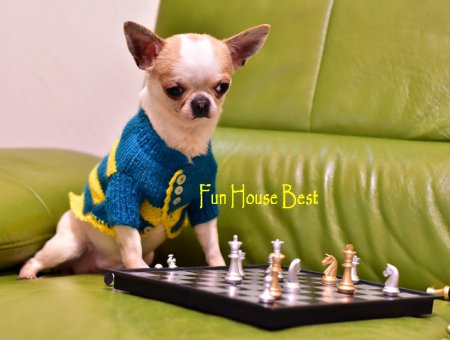 МАЛЬЧИК чихуахуа ПРОДАН!