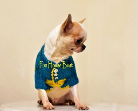 МАЛЬЧИК чихуахуа ПРОДАН!