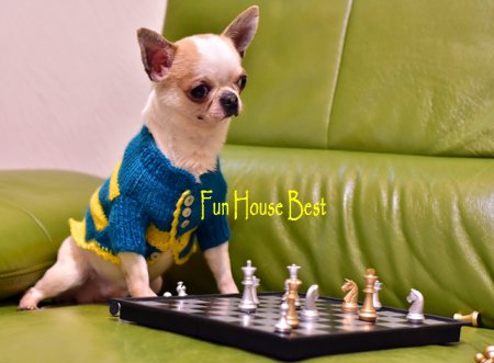 МАЛЬЧИК чихуахуа ПРОДАН!