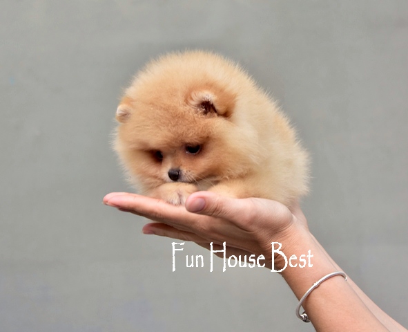 Мини щенок померанский шпиц (фото, цена, видео)
