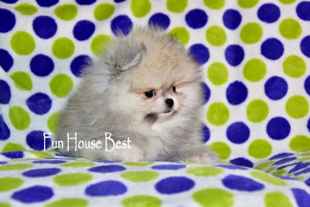 МАЛЬЧИК шпиц  (ПРОДАН!)