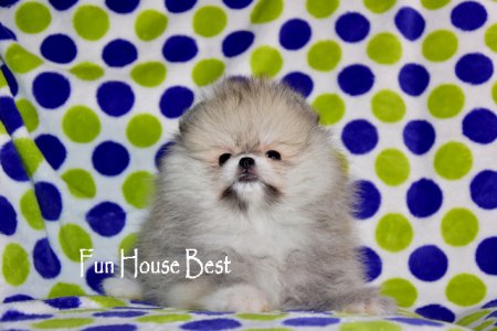 МАЛЬЧИК шпиц  (ПРОДАН!)