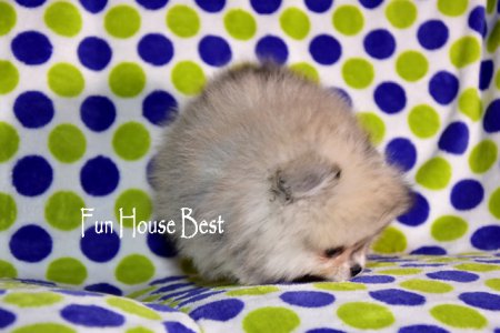 МАЛЬЧИК шпиц  (ПРОДАН!)