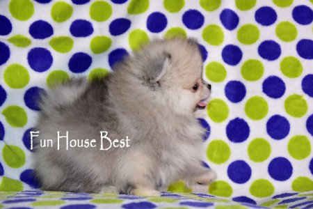 МАЛЬЧИК шпиц  (ПРОДАН!)