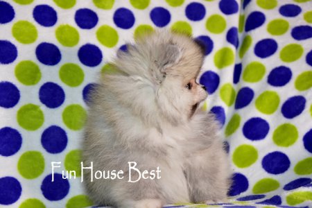 МАЛЬЧИК шпиц  (ПРОДАН!)