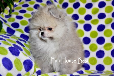 МАЛЬЧИК шпиц  (ПРОДАН!)