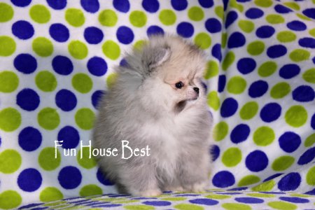 МАЛЬЧИК шпиц  (ПРОДАН!)