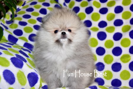 МАЛЬЧИК шпиц  (ПРОДАН!)