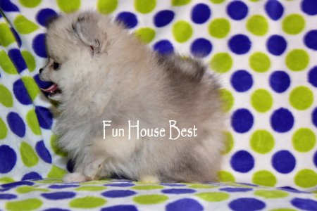 МАЛЬЧИК шпиц  (ПРОДАН!)