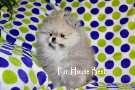 МАЛЬЧИК шпиц  (ПРОДАН!)