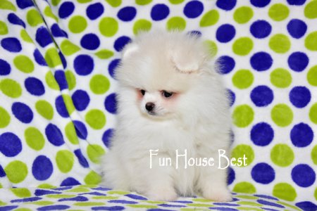 МАЛЬЧИК шпиц  (ПРОДАН!)