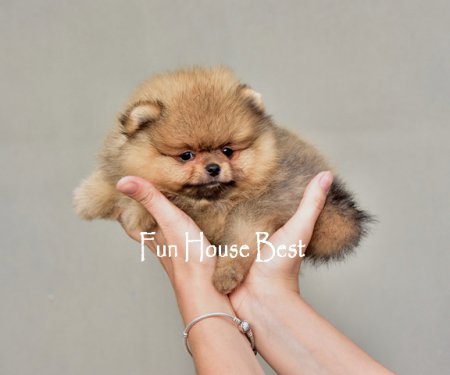 МАЛЬЧИК шпиц  (ПРОДАН!)