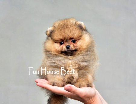 МАЛЬЧИК шпиц  (ПРОДАН!)