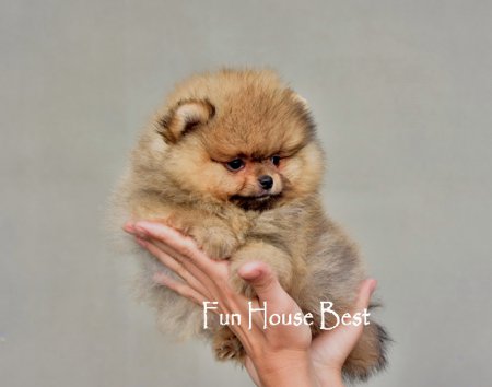 МАЛЬЧИК шпиц  (ПРОДАН!)