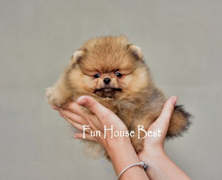 МАЛЬЧИК шпиц  (ПРОДАН!)