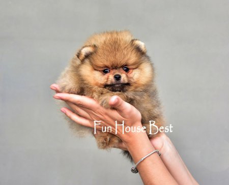 МАЛЬЧИК шпиц  (ПРОДАН!)