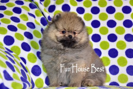 ДЕВОЧКА шпиц (ПРОДАНА!)