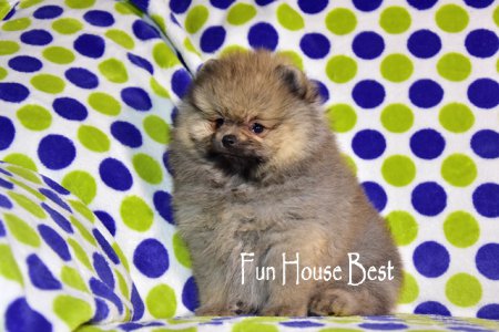 ДЕВОЧКА шпиц (ПРОДАНА!)