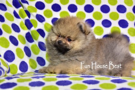 ДЕВОЧКА шпиц (ПРОДАНА!)