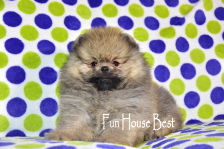 ДЕВОЧКА шпиц (ПРОДАНА!)