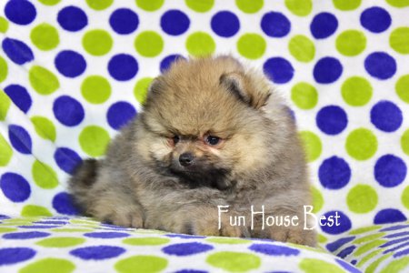 ДЕВОЧКА шпиц (ПРОДАНА!)