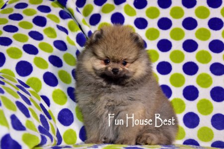 ДЕВОЧКА шпиц (ПРОДАНА!)