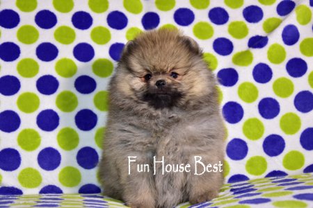 ДЕВОЧКА шпиц (ПРОДАНА!)