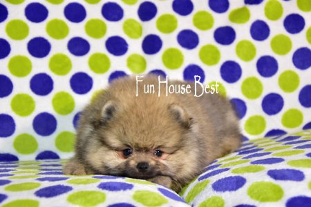 ДЕВОЧКА шпиц (ПРОДАНА!)