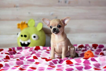 ДЕВОЧКА чихуахуа ПРОДАНА!