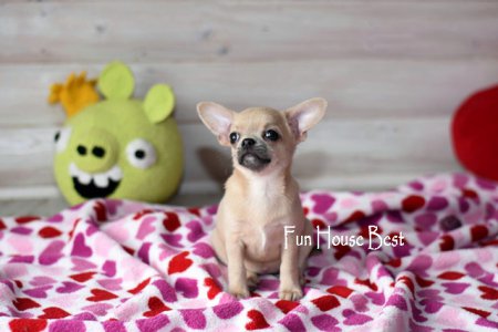 ДЕВОЧКА чихуахуа ПРОДАНА!