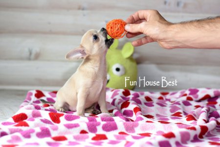 ДЕВОЧКА чихуахуа ПРОДАНА!