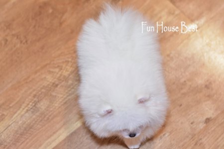 МАЛЬЧИК шпиц (ПРОДАН!)