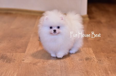 МАЛЬЧИК шпиц (ПРОДАН!)