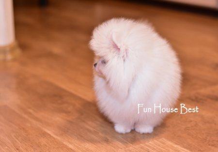 МАЛЬЧИК шпиц (ПРОДАН!)