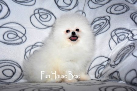 МАЛЬЧИК шпиц  ПРОДАН!