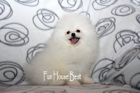 МАЛЬЧИК шпиц  ПРОДАН!