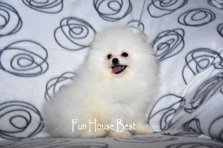 МАЛЬЧИК шпиц  ПРОДАН!