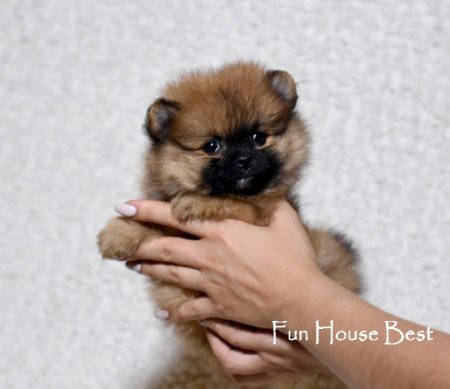 МАЛЬЧИК шпиц  ПРОДАН!