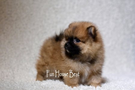 МАЛЬЧИК шпиц  ПРОДАН!