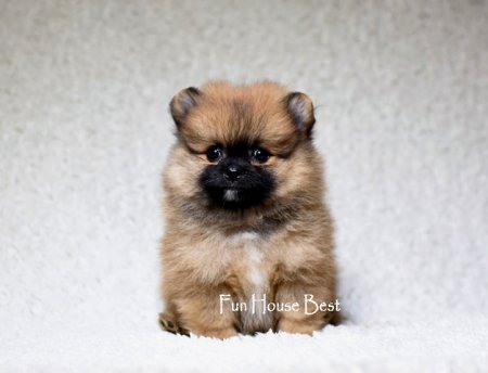 МАЛЬЧИК шпиц  ПРОДАН!