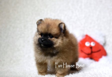 МАЛЬЧИК шпиц  ПРОДАН!