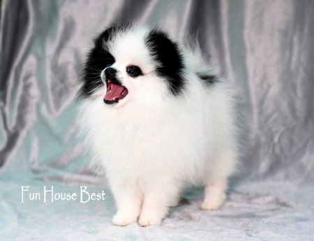 МАЛЬЧИК шпиц  ПРОДАН!