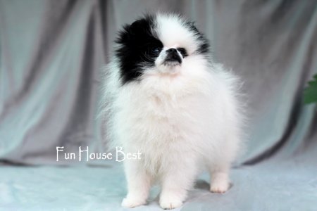 МАЛЬЧИК шпиц  ПРОДАН!