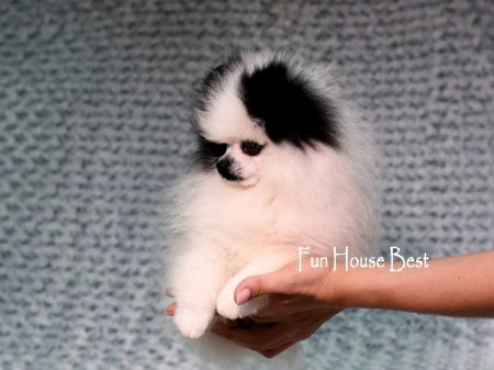 МАЛЬЧИК шпиц  ПРОДАН!