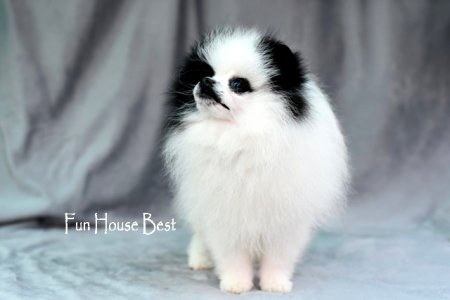 МАЛЬЧИК шпиц  ПРОДАН!