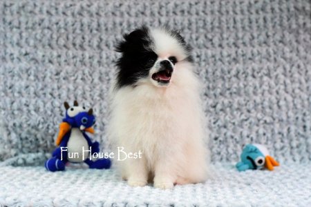 МАЛЬЧИК шпиц  ПРОДАН!