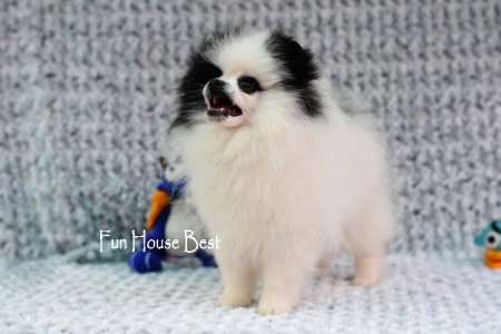 МАЛЬЧИК шпиц  ПРОДАН!