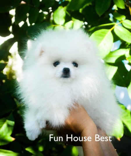 МАЛЬЧИК шпиц  ПРОДАН!