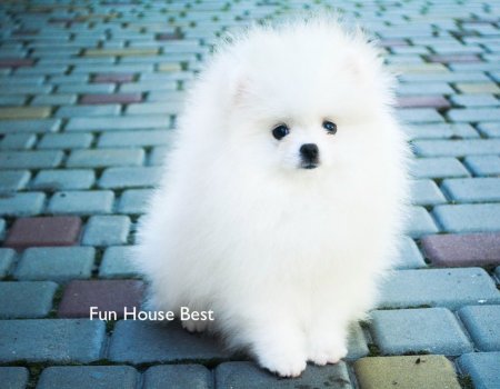 МАЛЬЧИК шпиц  ПРОДАН!