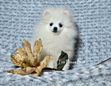 МАЛЬЧИК шпиц  ПРОДАН!